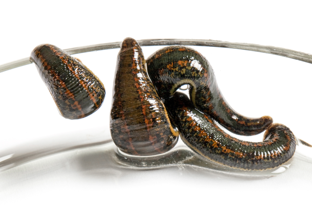 Blutegeltherapie bei Hund